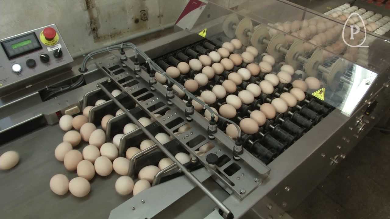Prinzen: PSPC 7 - Hatching egg packer