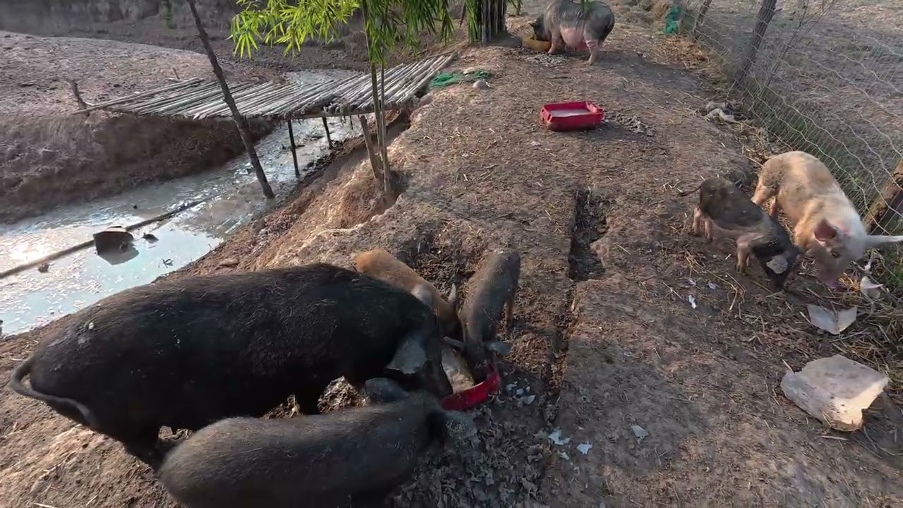 หมูป่าพันธุ์ผสมแสดงอาการดุร้าย  บรรยากาศเลี้ยงหมูอยู่ท้ายสวน  เลี้ยงหมูวิธีแบบปล่อย