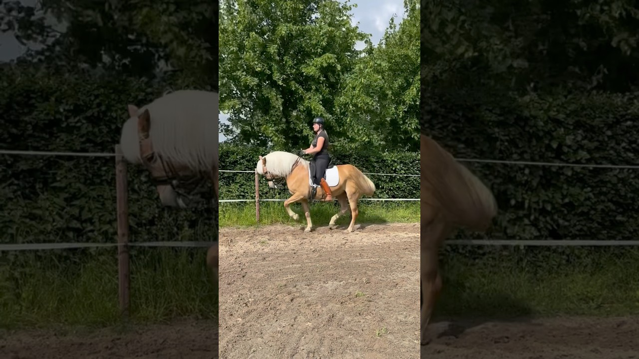 Haflinger in piaffe passage #haflinger #sporthaflinger #dressage #dressagehaflinger #piaffe #passage