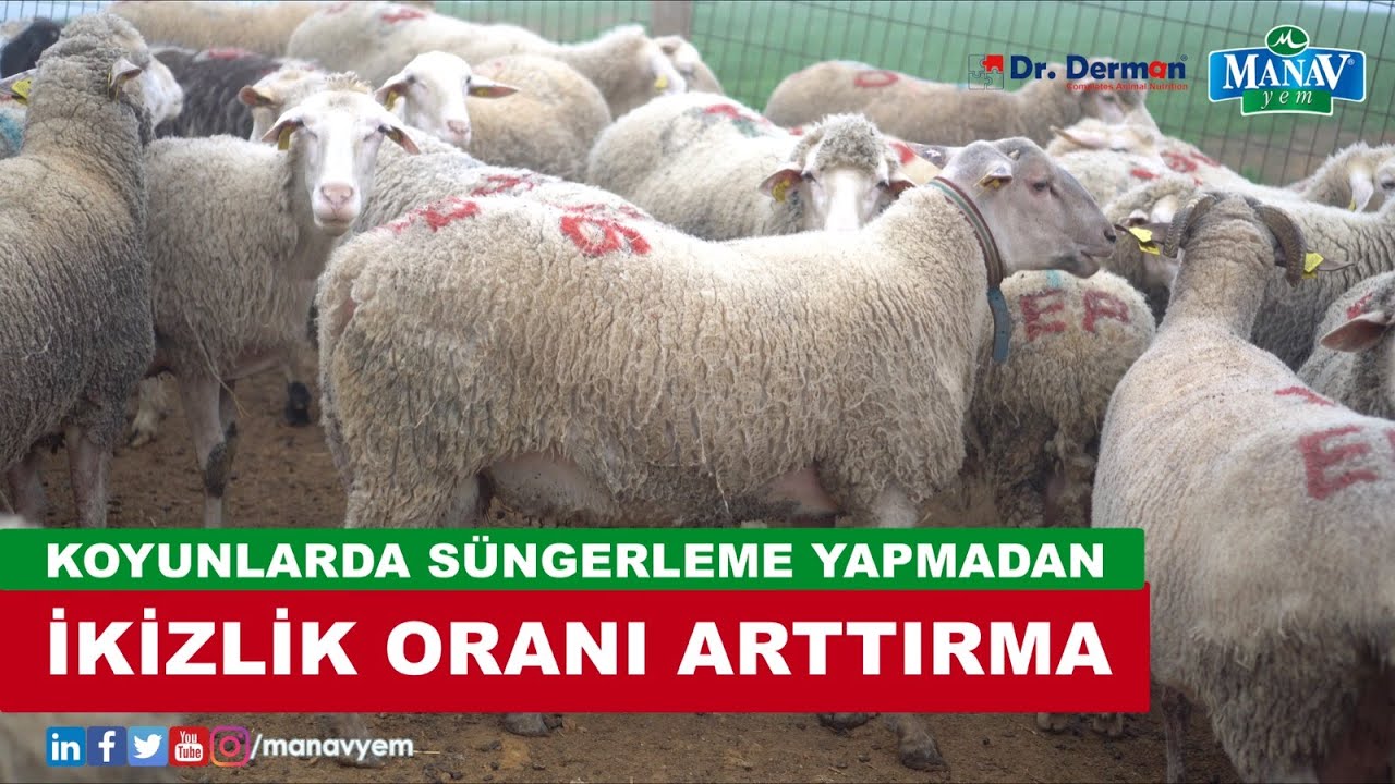 Koyunlarda Süngerleme Yapmadan İkizlik Oranı Arttırma