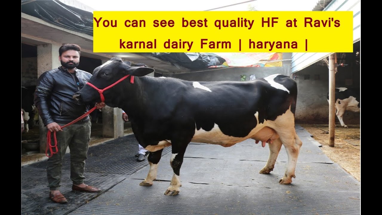 You can see best quality HF at Ravi's |  karnal dairy Farm | haryana | #UnnatKisaanUnnatKrishi