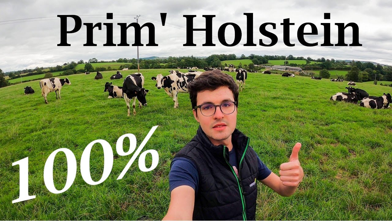 100% Prim'Holstein 🐄 !