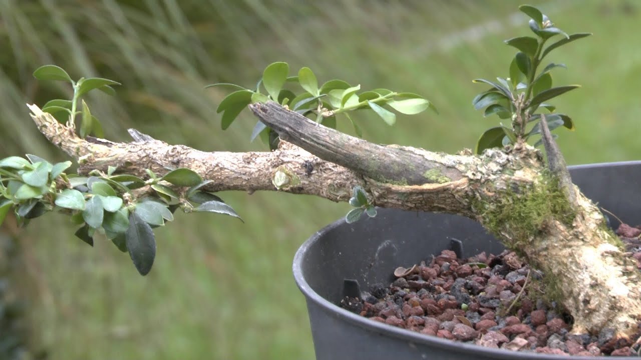 Buchsbaum Buxus schneiden zum Bonsai