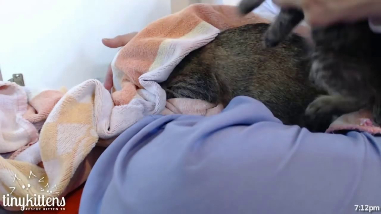 Tiny Kittens Shelly talks about Nano & lets Mama say goodbye to her baby be warned it's emotional