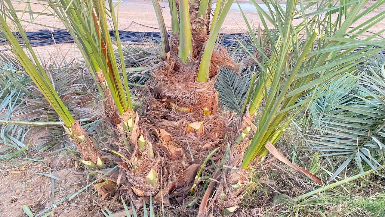 طريقه تنضيف النخيل🌴وشلع الفسائل