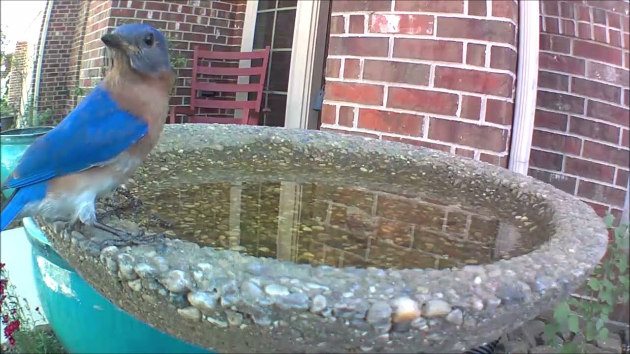 Bluebird At Wild Birds Unlimited Evans Bird Bath - April 2022