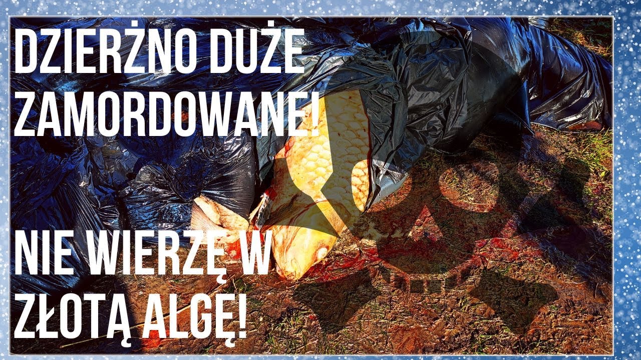 Katastrofa Ekologiczna na zbiorniku Dzierżno Duże! Trwa sprzątanie martwych ryb. Brak słów!