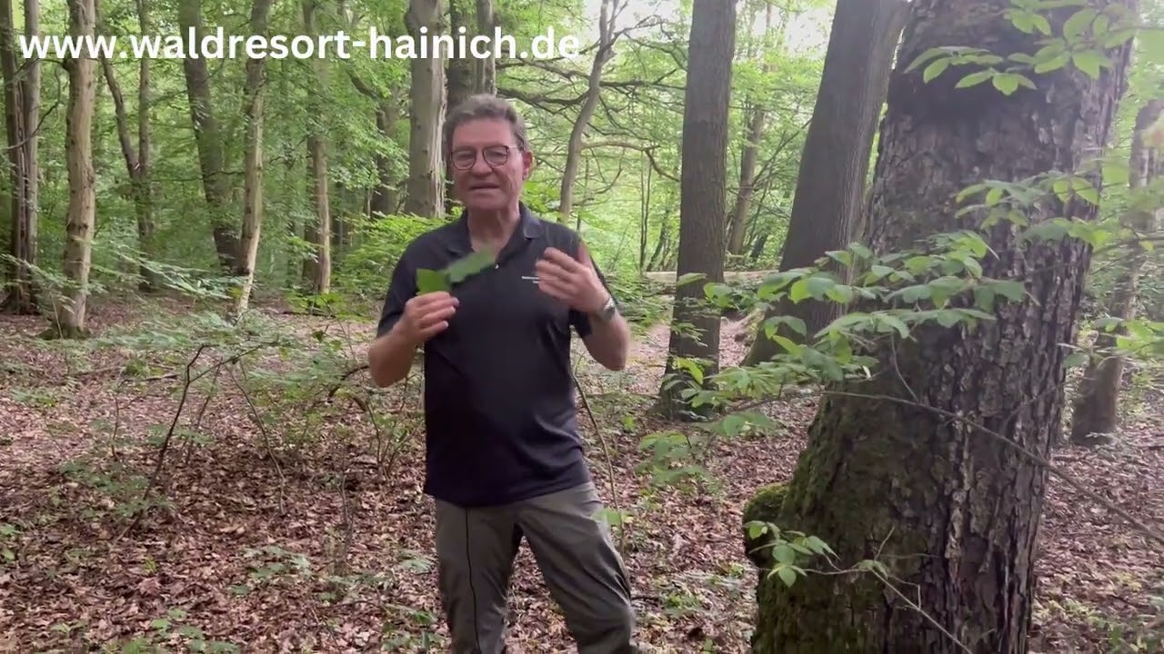 Unglaubliches WaldWissen - Elsbeere