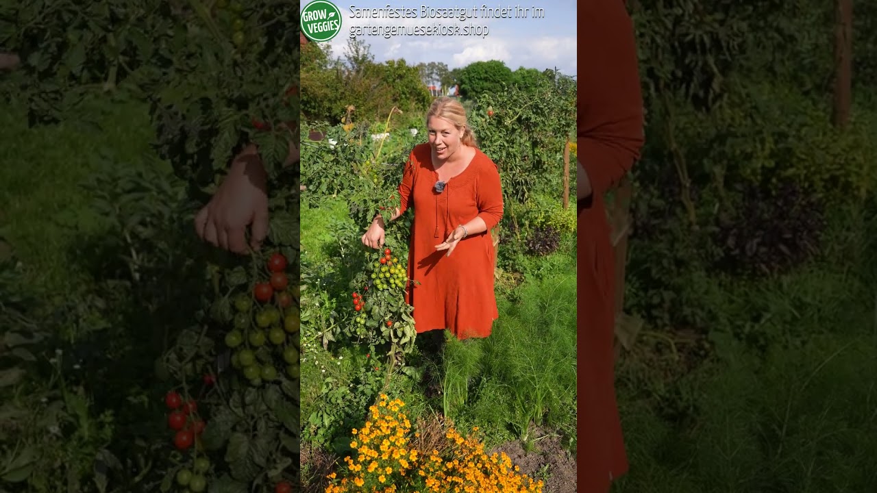 Tomaten Sorten Tipp - Cocktailtomate 