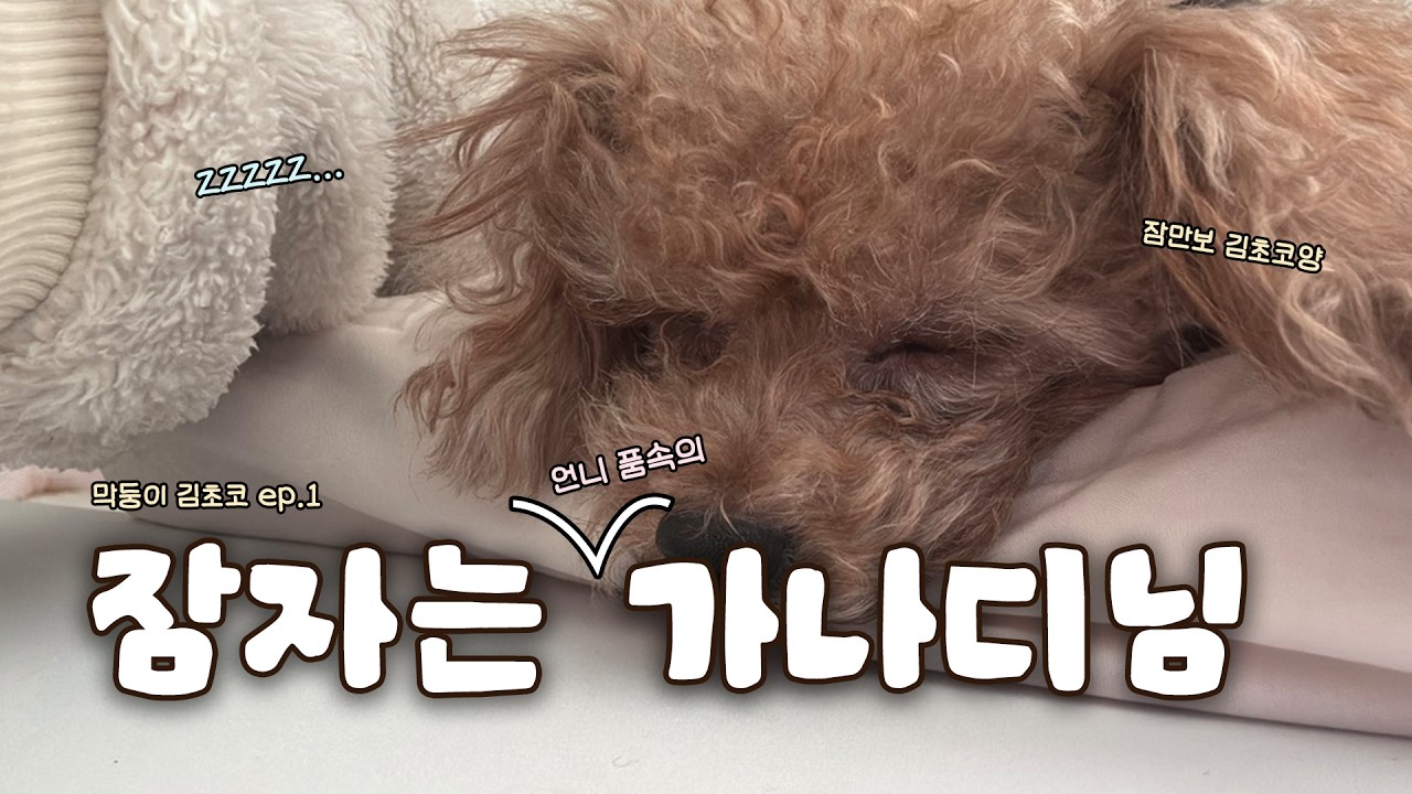 [vlog] 잠자는 품속의 가나디님🤎 | 초코푸들 막둥이 김초코 | 강아지, 가나디, 멍멍이, 댕댕이 | 9살 강쥐 #막둥이김초코 #브이로그 #기록 #강아지 #브이로그 #일상