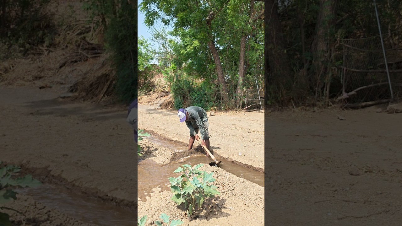 ❤️&zwj;🩹 Agriculture :  Farmer's effort feeds the nation 💪🏽 🌾 👑 🌱 #shorts