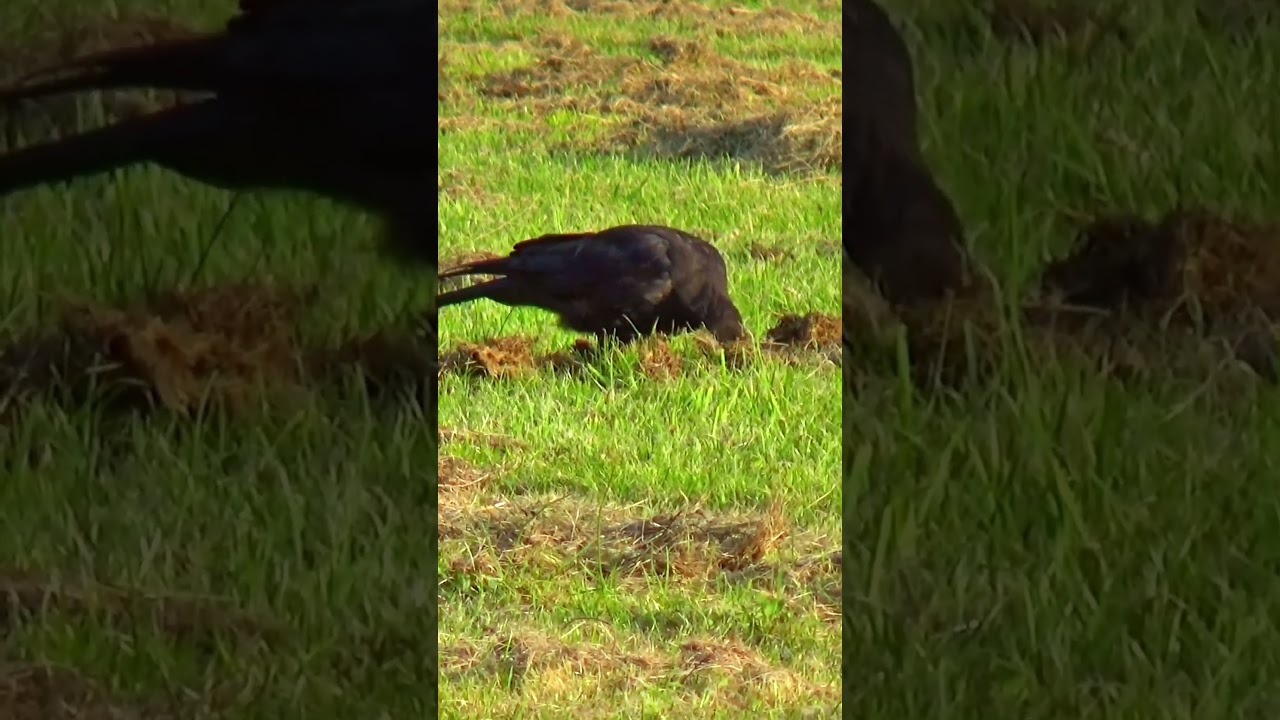 Clever Crow Fledgling is Learning Fast / Park Crows 4K