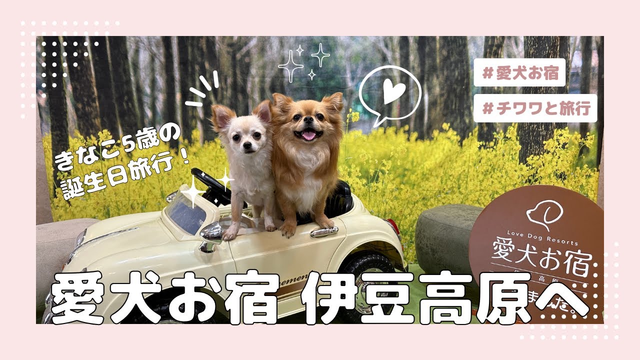 【愛犬お宿 伊豆高原 施設紹介】チワワのきなこ5歳の誕生日旅行 〜 桜満開の伊豆高原へ