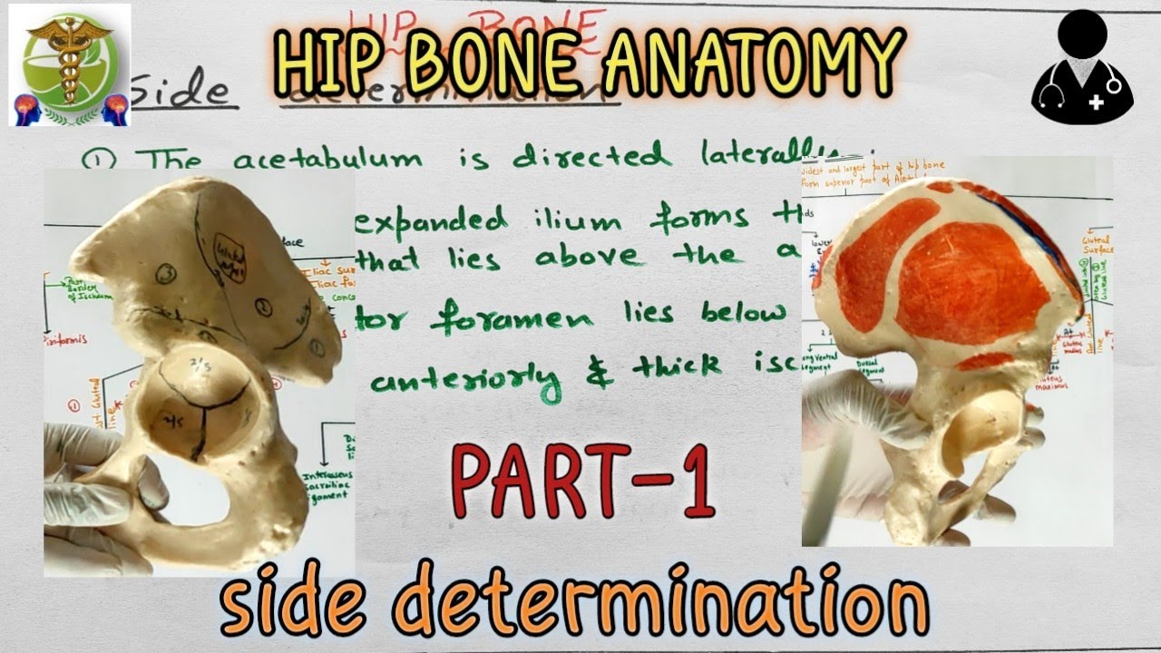 Hip bone l Side determination l PART 1/6 l Anatomy of Hip bone