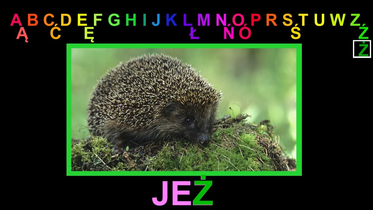 ALFABET - Litera Ż - polskie litery abecadło dla dzieci po polsku. Bajka edukacyjna. AbcZabawa
