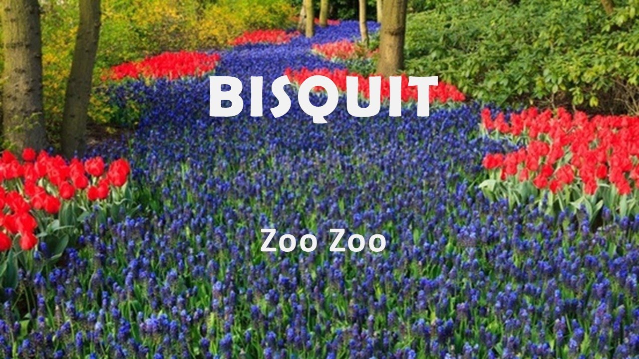 Bisquit 