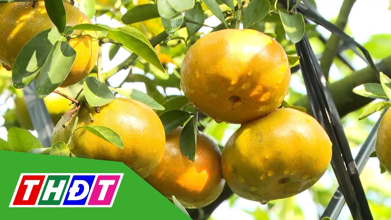 Vườn quýt hồng Năm Tiệm mở cửa đón khách tham quan | THDT