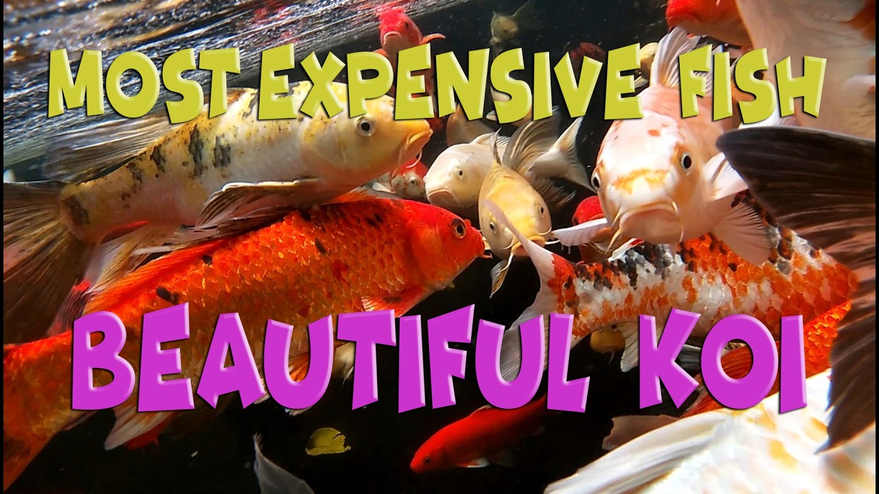 BEAUTIFUL  KOI  FISH