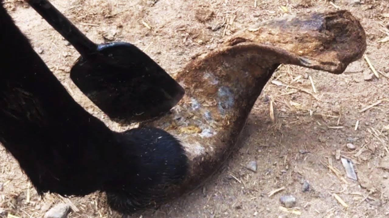 Save donkeys and help forgotten donkey hooves | ASMR | Donkey hoof cutting sound