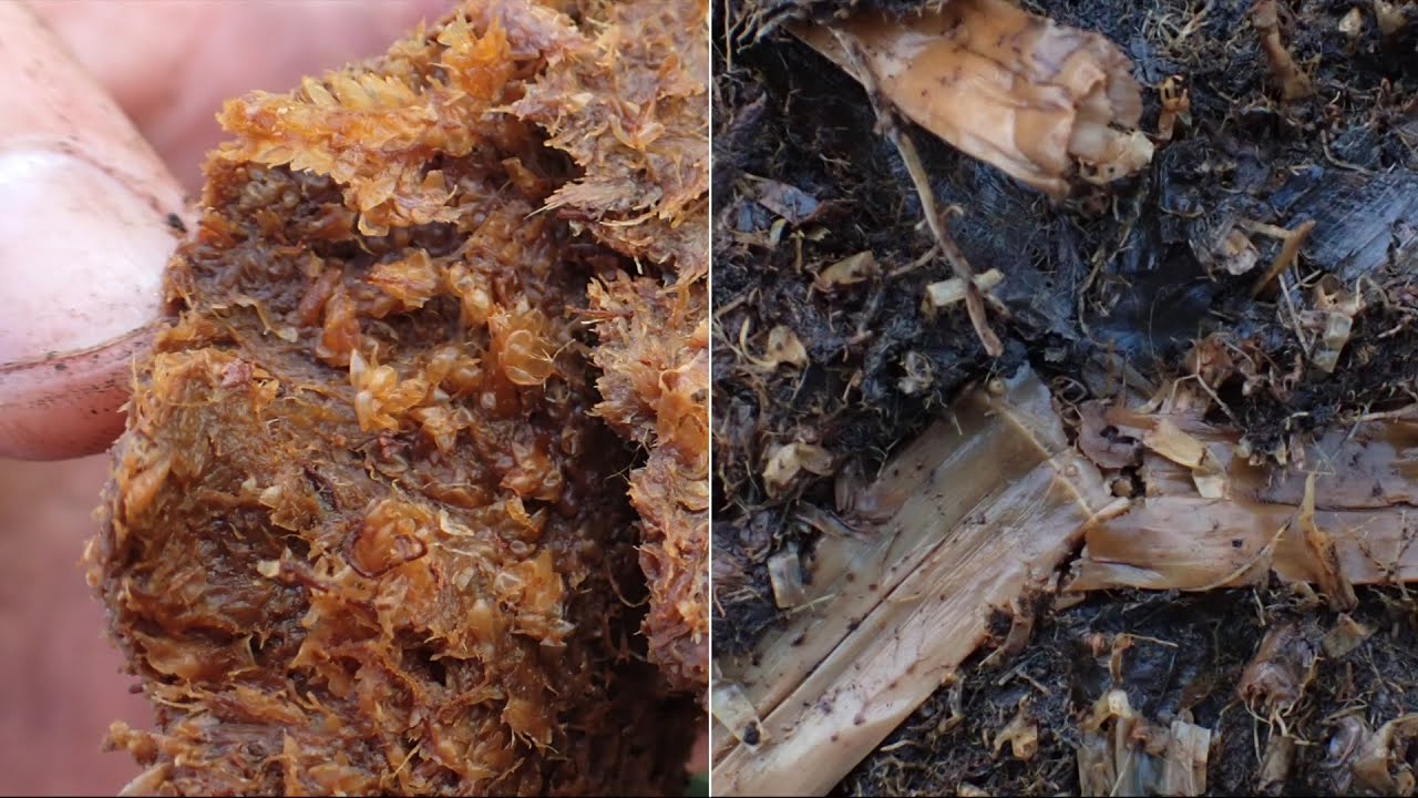 2. Peat Soils