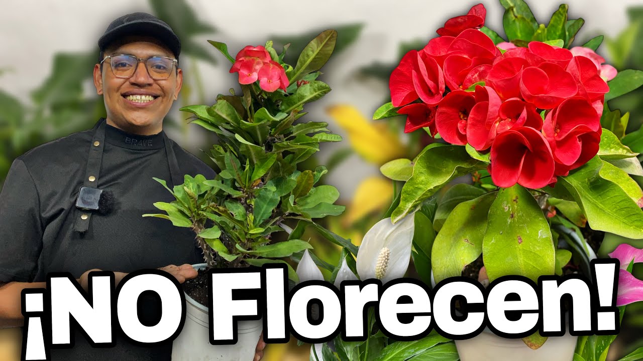 Como TRASPLANTAR Corona de Cristo para que FLOREZCA mas que nunca