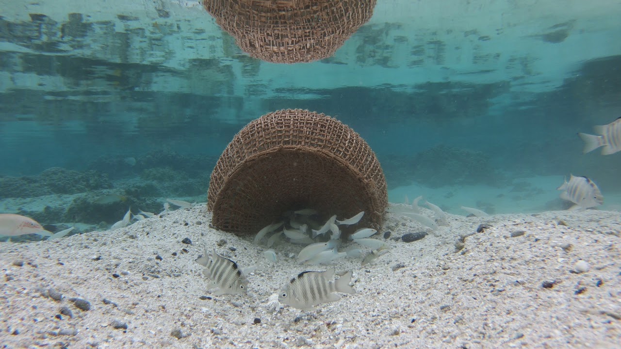 Enu fish trap in action