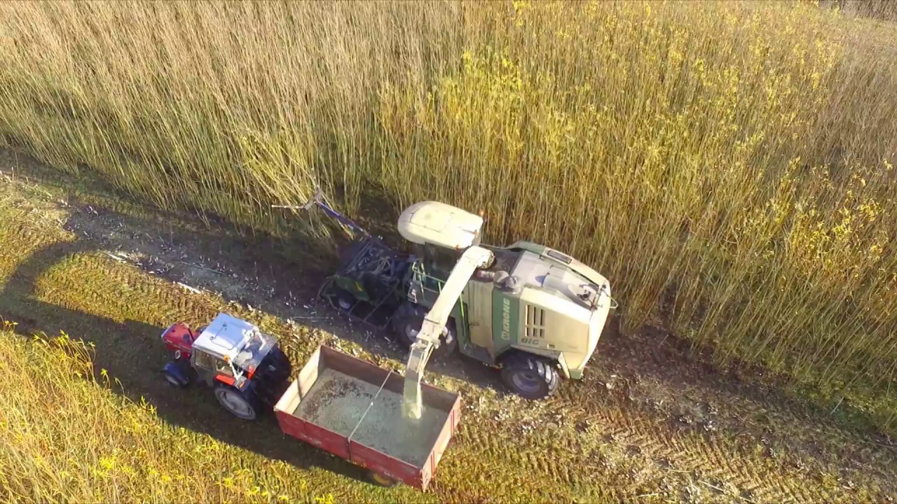 Høst af pil