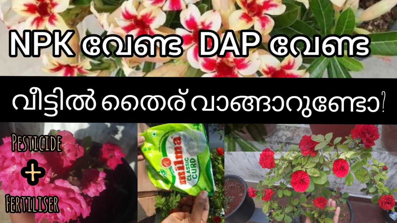 100% result കിട്ടിയ കിടുക്കാച്ചി fertilizer come insecticide 💯🥰