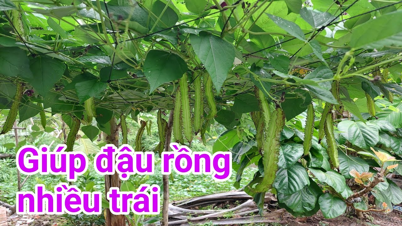 Cách giúp đậu rồng nhiều trái