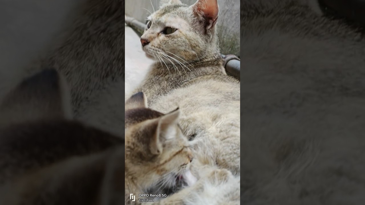 pussy cat#shorts #cat #pussycat #catvideos #cutecat #baby #triptofood