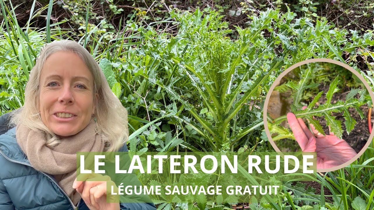 Le laiteron rude – légume sauvage des bords de chemin