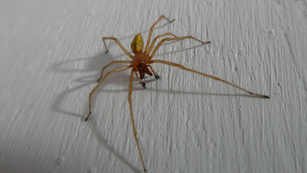 What is the Temperament of a Cheiracanthium Punctorium?🕷️