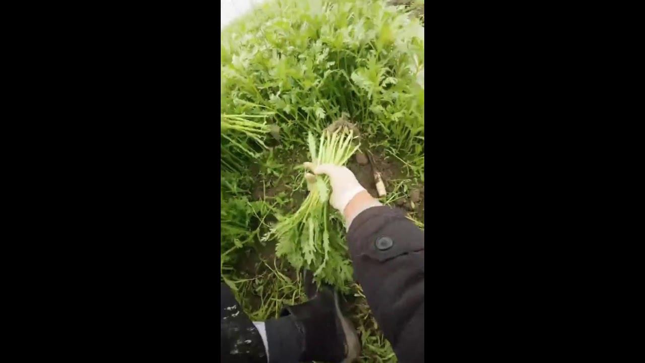 Most Satisfying Vegetable Picking | Direct from the Farm