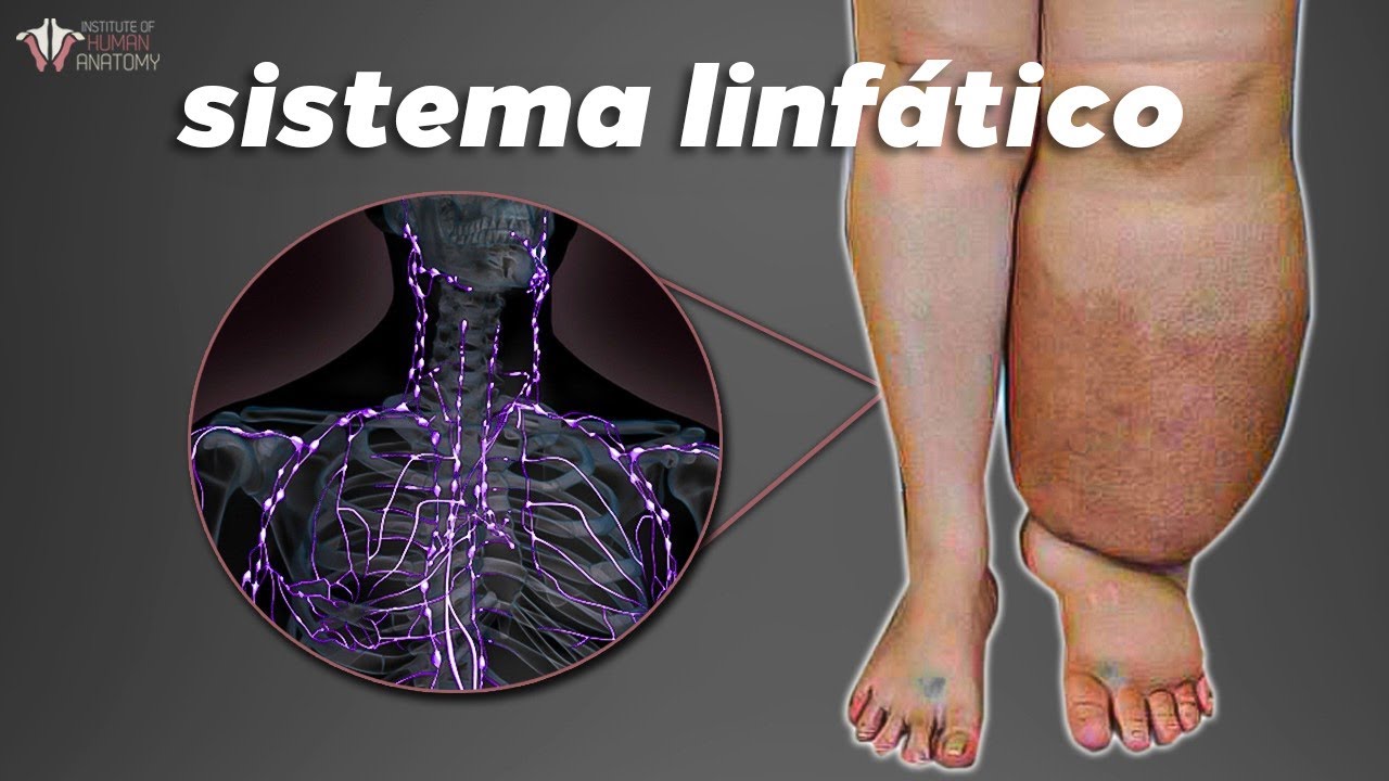 El Sistema Linfático: La Clave Oculta Para Una Buena Circulación