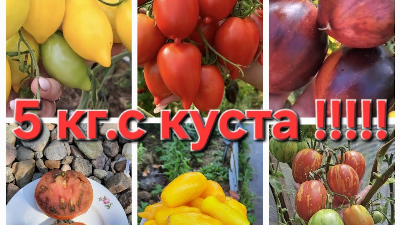 С этих томатов,собрала 5 кг.урожая!!!!!