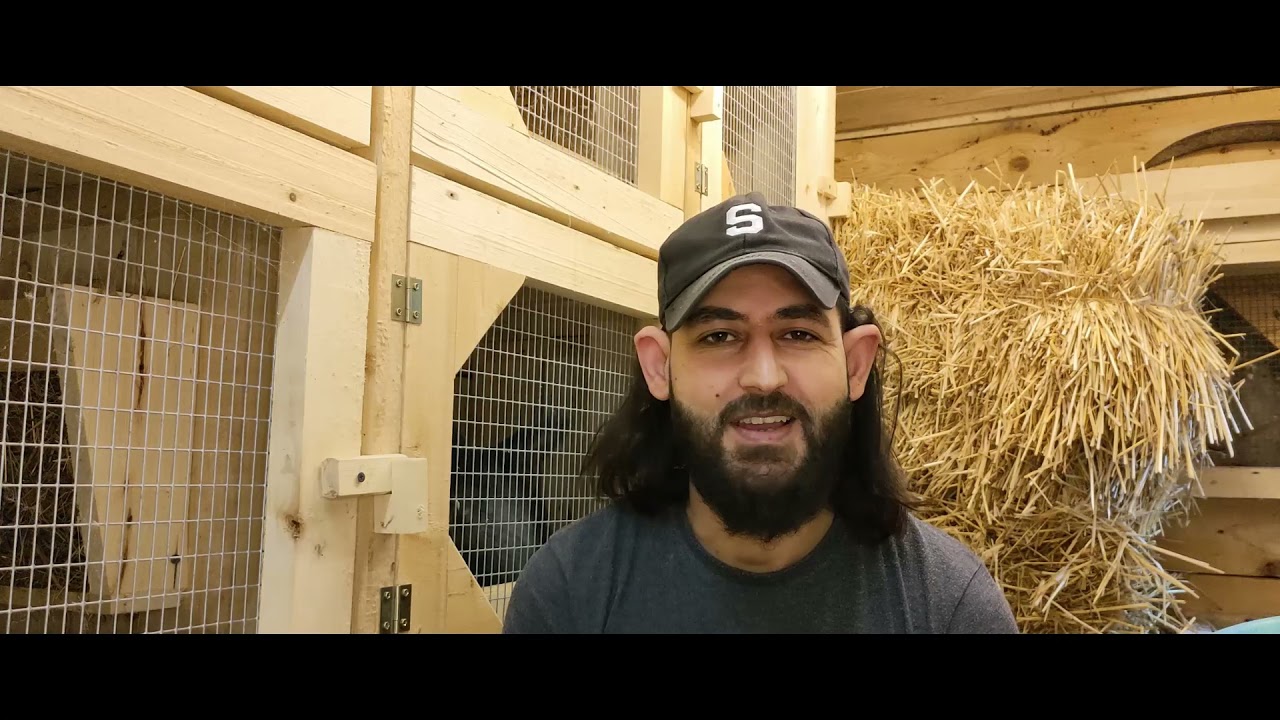 سلالة ارانب الازرق النمساوي