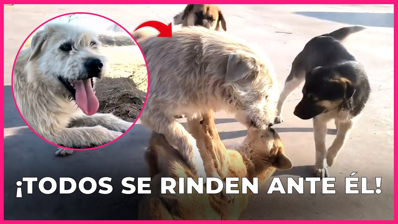 El PERRO Alfa que Impone Paz con Solo Mirar: &iexcl;Conoce a King Charles!