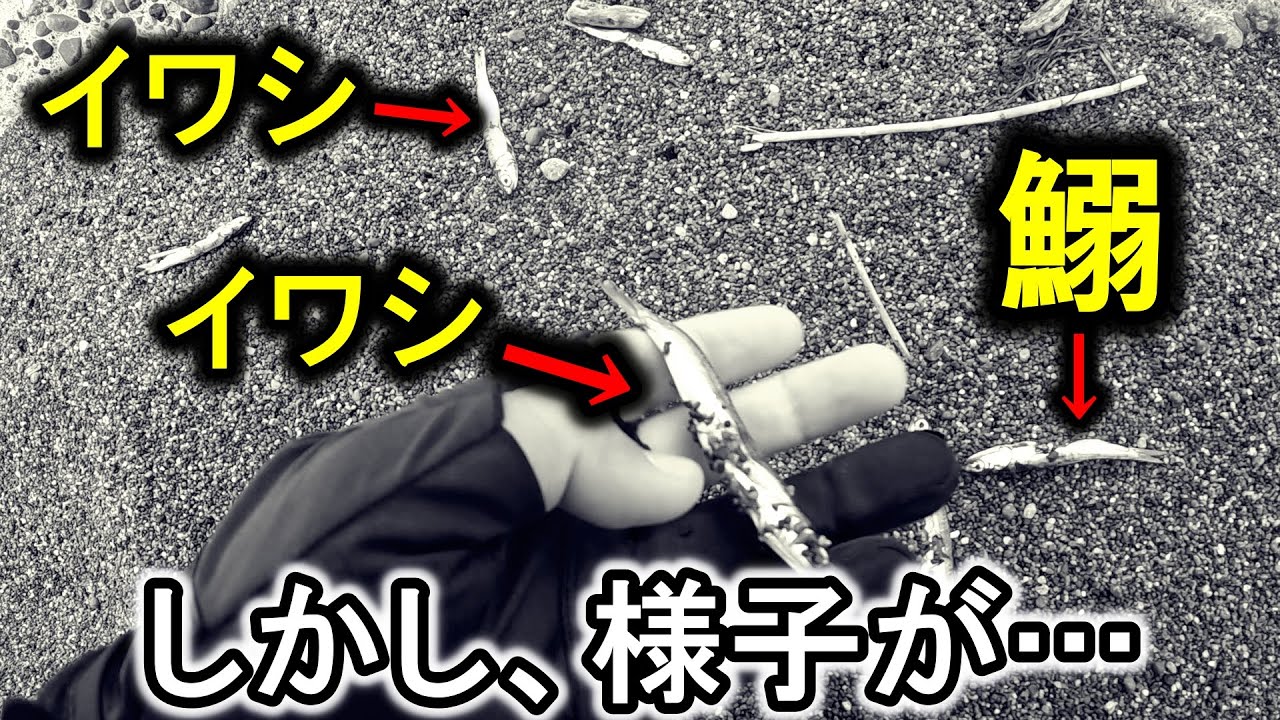 【END】新潟遠征最終日…最後に辿り着いたサーフで大量のイワシが…