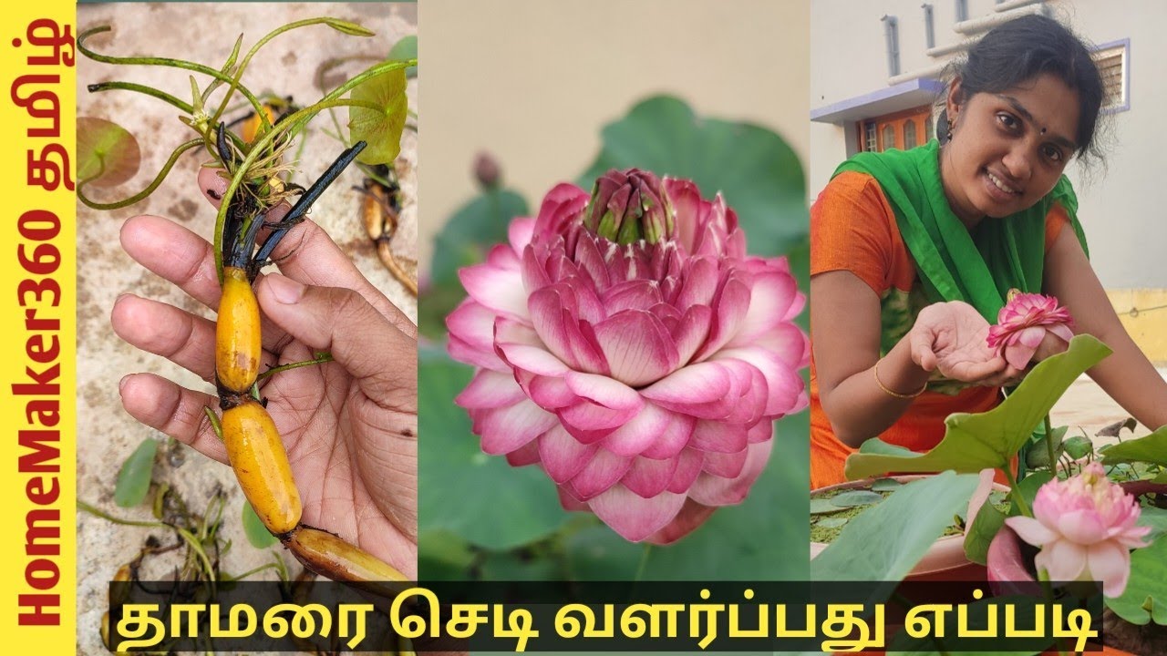 Interested to Grow Lotus in Your Home | Lotus Tuber Unboxing & Important Tips to Grow Lotus