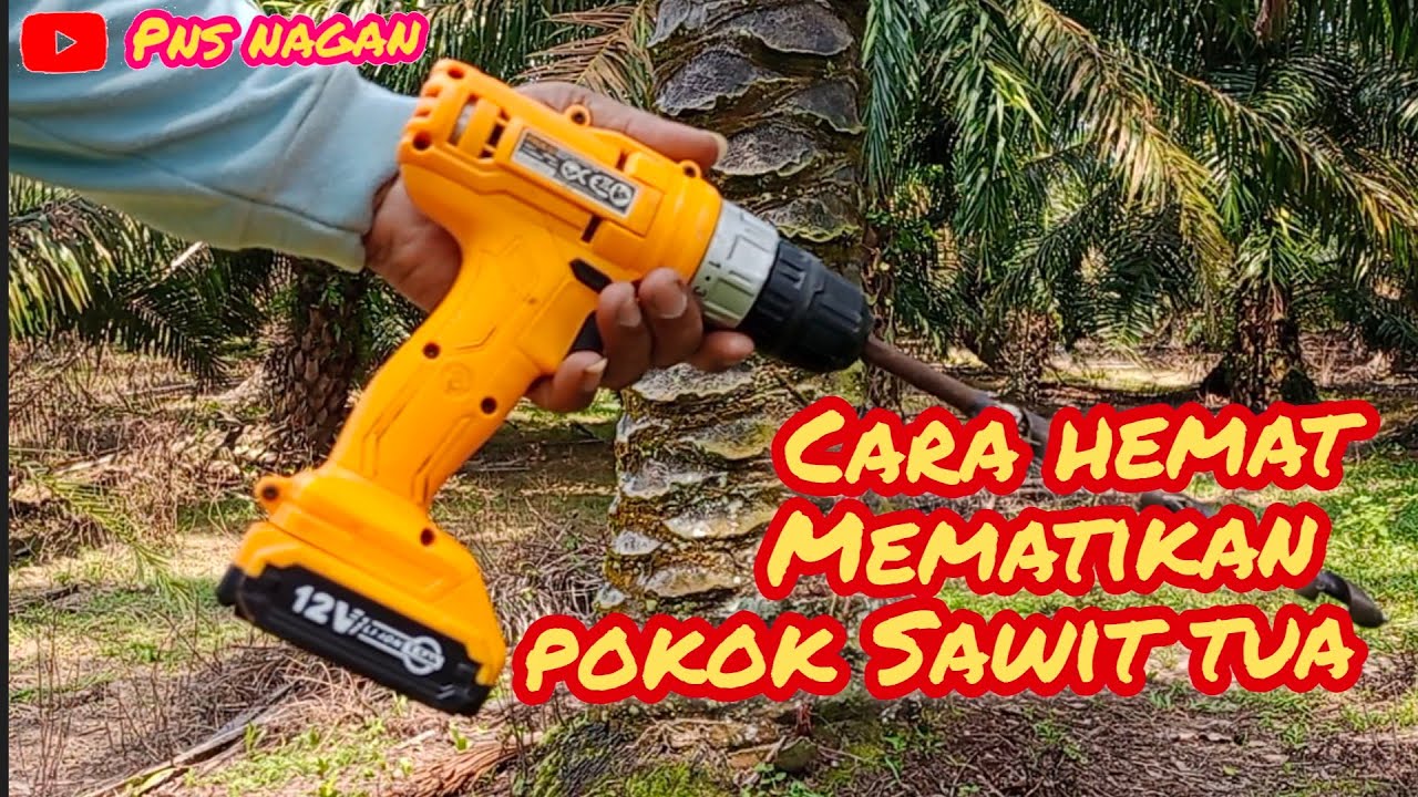Cara mematikan pokok sawit tua tanpa ribet dan hemat biaya @PNSNagan 
