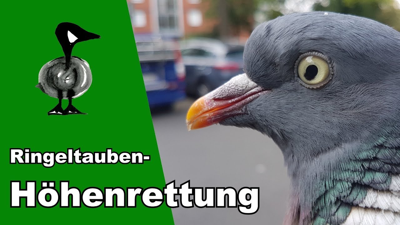 Ringeltauben-Höhenrettung - Tiernotruf #209