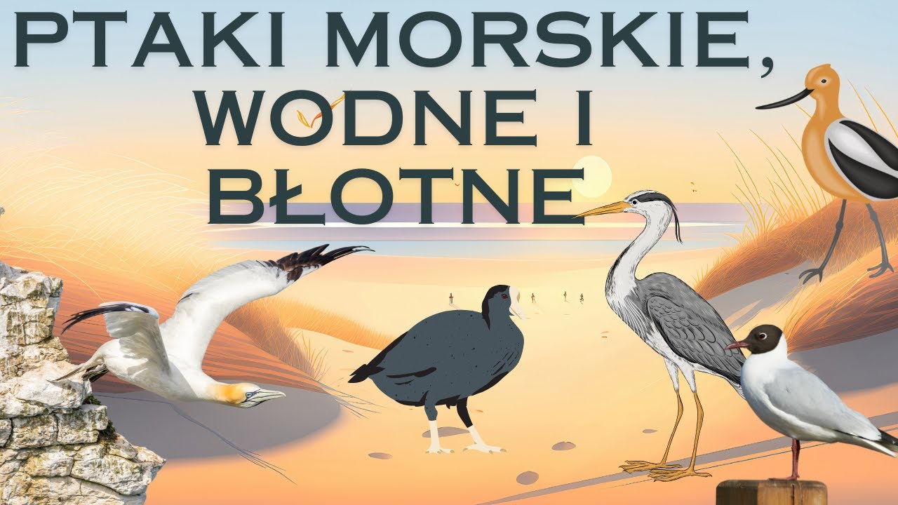 Ptaki morskie , wodne i błotne - filmik edukacyjny dla dzieci z przykładami i ciekawostkami