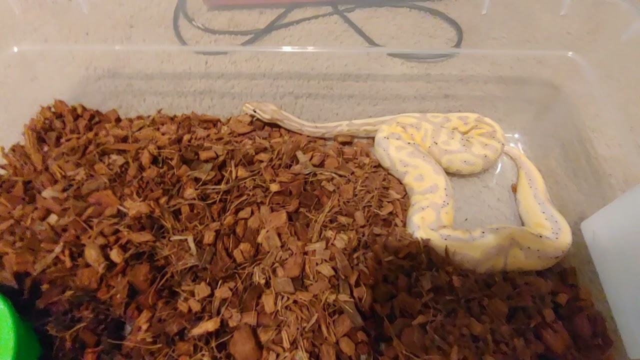 Moving the snakes around & setting up the Herpstat!