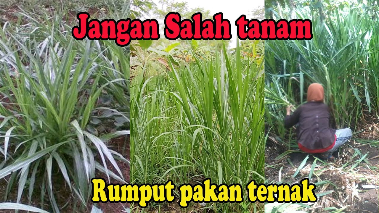 Pilih tanam odot, pakchong, zanzibar,  gama umami atau yg lainnya ?