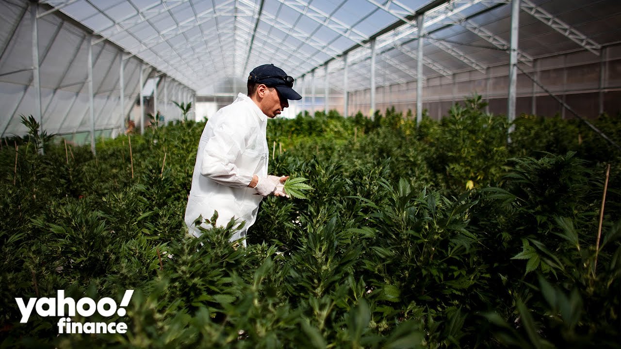 Cannabis stocks dip, Roundhill launches WEED ETF on 4/20