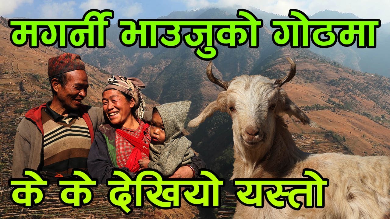 जंगलमा बस्ने मगर्नी भाउजुको गोठ भित्र पस्दा ! के के देखियो यस्तो, यसरी चलेको छ जिवन । │Nepal Chitra