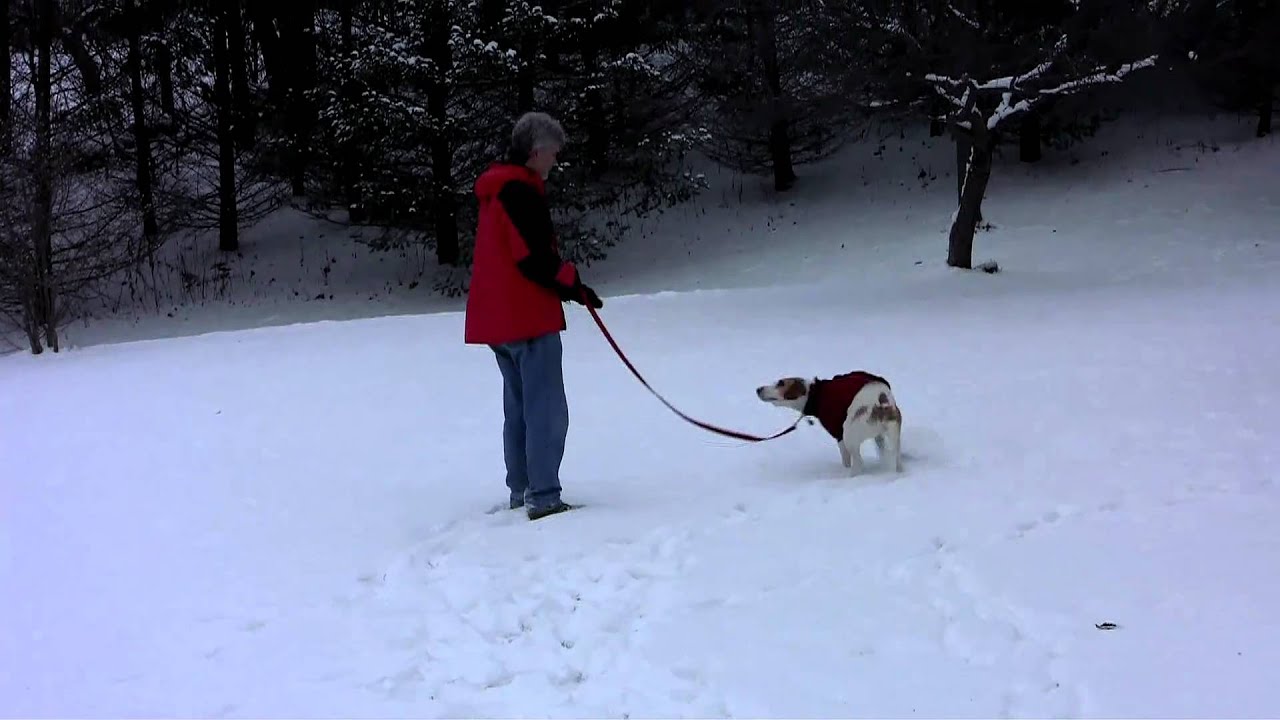 Fido Fleece - Emmett's Dog Coat in Review
