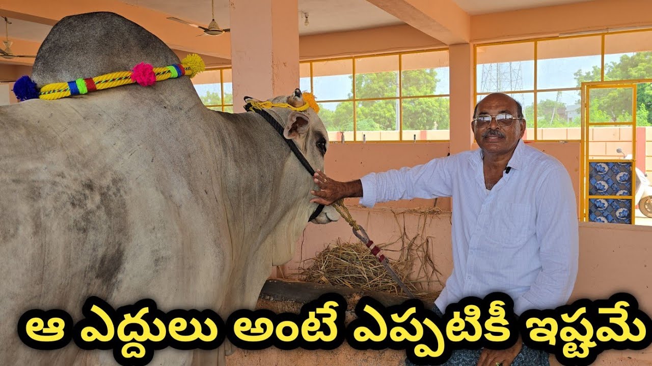 GLR Bulls గరికపాటి లక్ష్మయ్య చౌదరి గారితో చిన్న పరిచయ కార్యక్రమం || పెద్ద గొట్టిపాడు గ్రామం