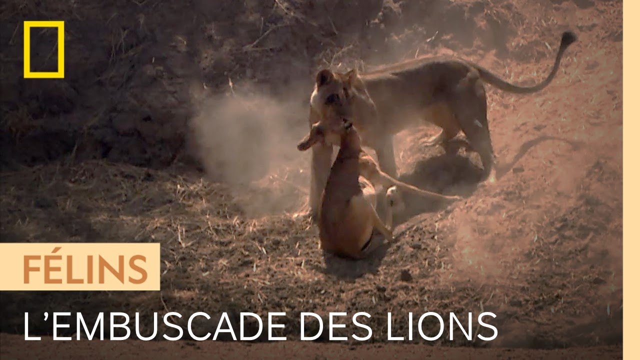 Des lions tendent un piège à un jeune impala