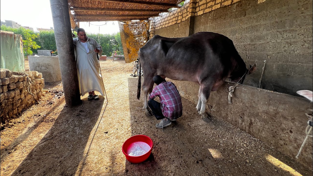 جوزي رجع من السوق بالخير كله 🐂روتين فلاحة 👩‍🌾 بتصحي من الفجرية ☝️مش مقصره في حاجة الحمدلله 👌